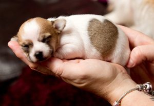 Thức ăn cho chó con mới đẻ