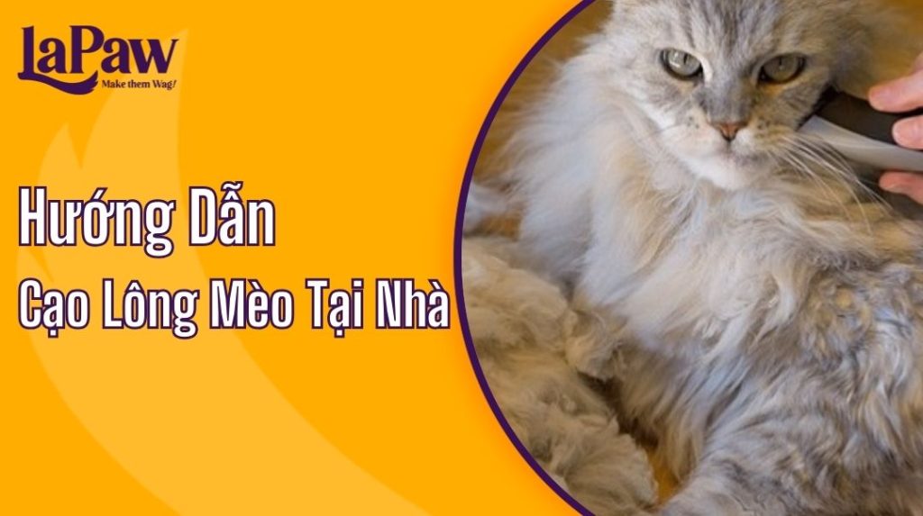 hướng dẫn cắt lông mèo tại nhà