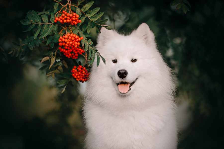 thức ăn cho chó bao nhiêu tiền