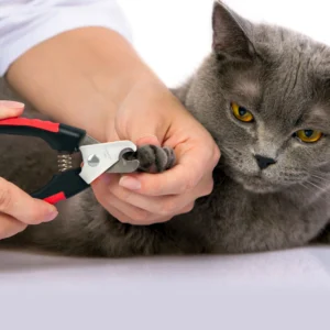 cắt móng cho mèo đúng cách
