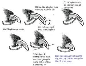 cắt móng cho mèo đúng cách