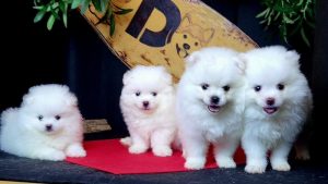 Thức ăn cho chó phốc sóc 2 tháng tuổi