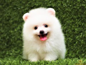 Thức ăn cho chó phốc sóc 2 tháng tuổi