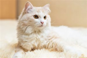 Bạn sẽ không thể cảm nhận hết sự khác biệt cho đến khi thật sự dùng thử. Và khi đã trải nghiệm rồi, bạn sẽ ngạc nhiên vì không biết vì sao mình không thay đổi sớm hơn. Đây không chỉ là một xu hướng nhất thời, mà là quyết định đúng đắn của những người nuôi mèo có trách nhiệm, yêu thương thú cưng và trân trọng môi trường sống.