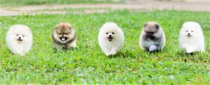 Thức ăn cho chó phốc sóc 2 tháng tuổi