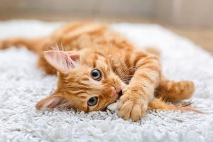 istockphoto 590055188 612x612 1