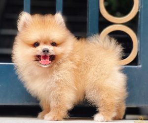 Thức ăn cho chó phốc sóc 2 tháng tuổi