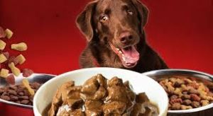 Chó ăn pate nhiều có tốt không