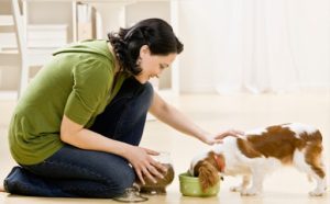 Thức ăn cho chó có bầu